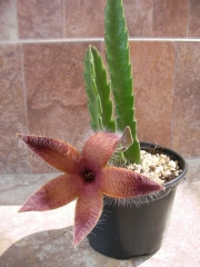 Стапелия (Stapelia sp.)