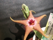 Стапелия (Stapelia schinzii)