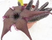 Стапелия (Stapelia schinzii Omaruru)