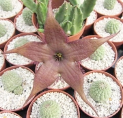 Стапелия (Stapelia schinzii v. angolensis)