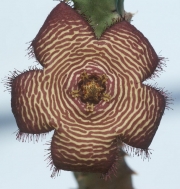Стапелия (Stapelia tigrida, Tromotriche revoluta ssp. tigrida)