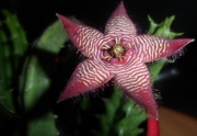 Стапелия (Stapelia tigrina, Tromotriche revoluta var., tigridia, tigrida)
