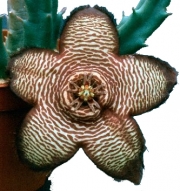 Стапелия (Stapelia trifida)