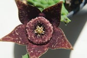 Стапелия (Stapelia variegata)