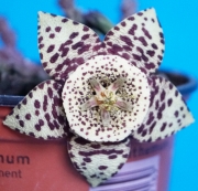 Стапелия вариегата (Stapelia variegata minima)