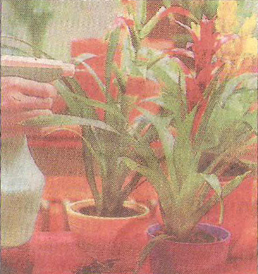 Сезонни грижи за Цимбидиум (Cymbidium)