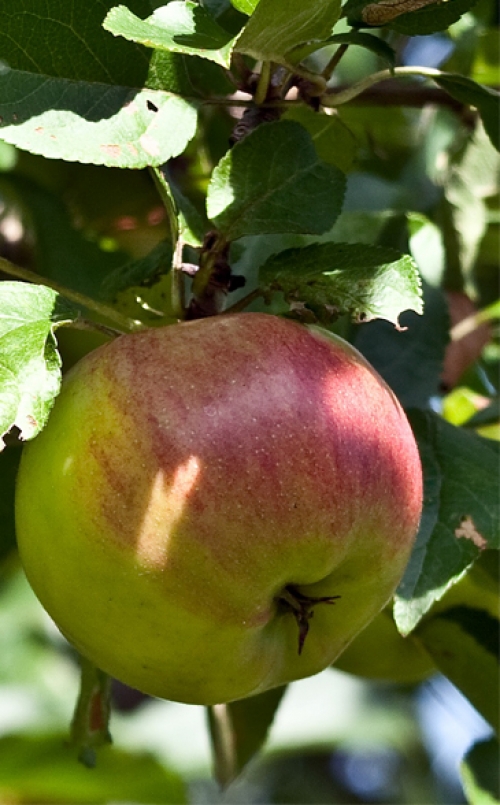 Ябълка, сорт Прима (Malus domestica Prima)