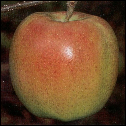 Ябълка, сорт Муцу (Malus domestica Mutsu)