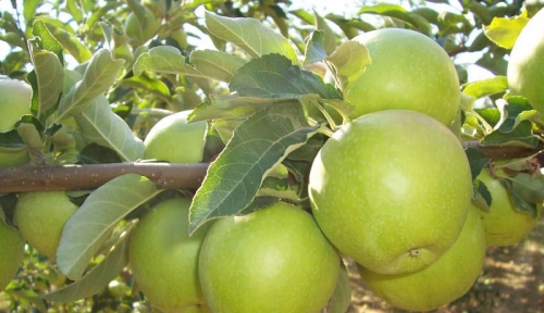 Ябълка, сорт Грени Смит (Malus domestica Granny Smith)