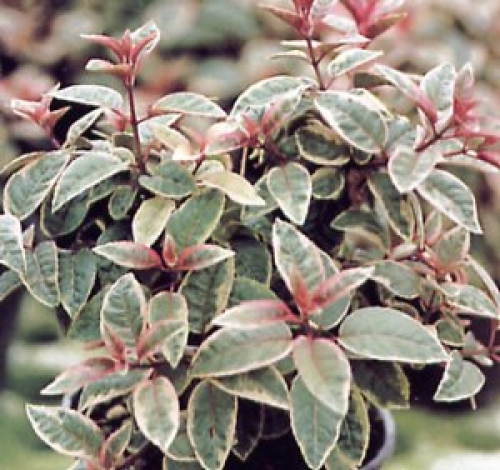 Фукция, обичка, градинска (Fuchsia sunray)