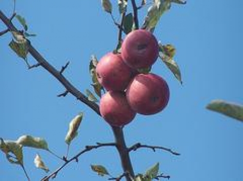 Ябълка, сорт Айдаред (Malus domestica Idared apple)