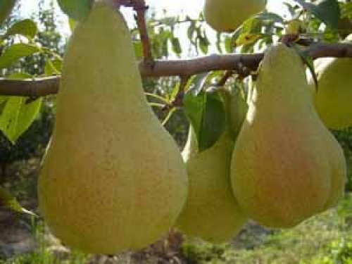Круша, сорт Абат фетел (Pyrus Abbe Fatel)
