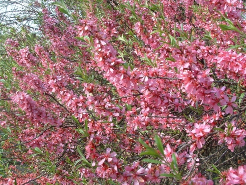 Декоративен нисък бадем (Amygdalus nana syn Prunus tenella) Декоративен нисък бадем (Amygdalus nana syn Prunus tenella)