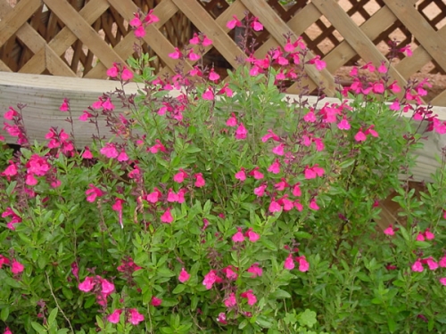 Салвия (Salvia greggii) Салвия (Salvia greggii)