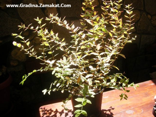 Трицветен хиперикум (Hypericum moserianum Trikolor)