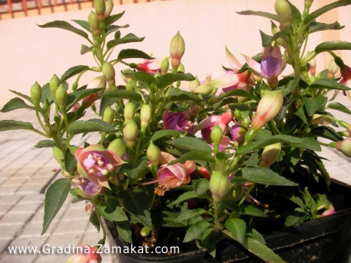 Градинска Обичка, Фуксия (Fuchsia Heidi Ann)