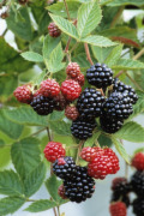 Къпина без бодли (Rubus)
