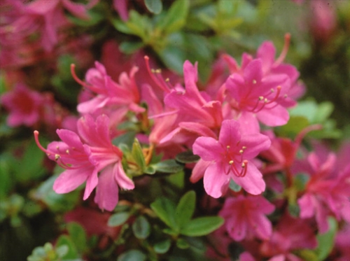 Азалия (Azalea japonica Amoena) Азалия (Azalea japonica Amoena)
