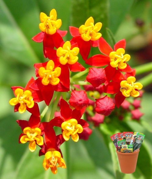 Асклепиас, семена (Asclepias)