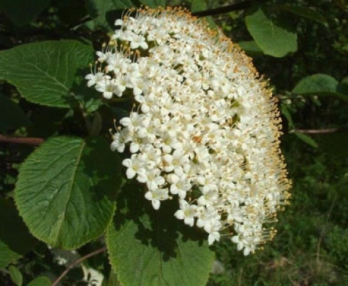 Вибурнум, черна калина (Viburnum lantana) Вибурнум, черна калина (Viburnum lantana)