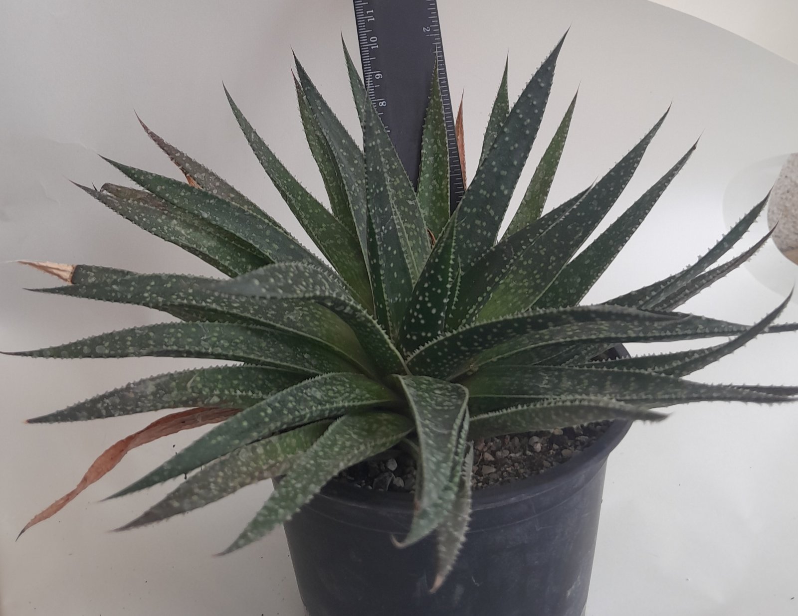 Алое, Гастералое (Aloe, Gasteraloe)