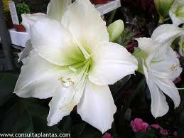 Амарилис бял (Amaryllis arctic white) Амарилис бял (Amaryllis arctic white)