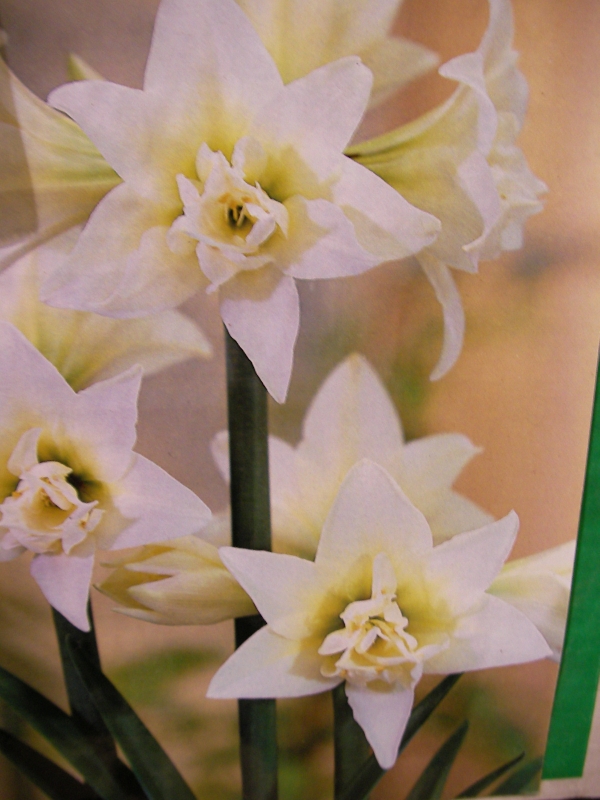 Амарилис голям (Amaryllis) Амарилис голям (Amaryllis)
