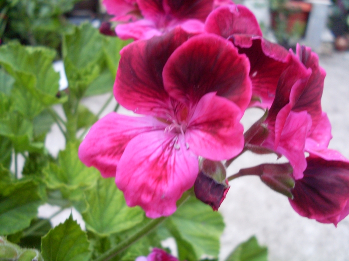 Английско мушкато, алба (Pelargonium grandiflorum)