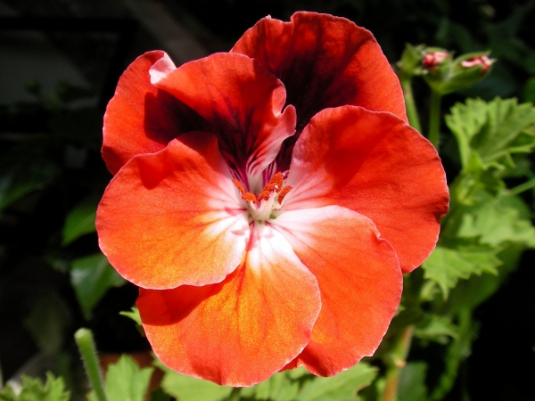Английско мушкато, алба (Pelargonium grandiflorum)
