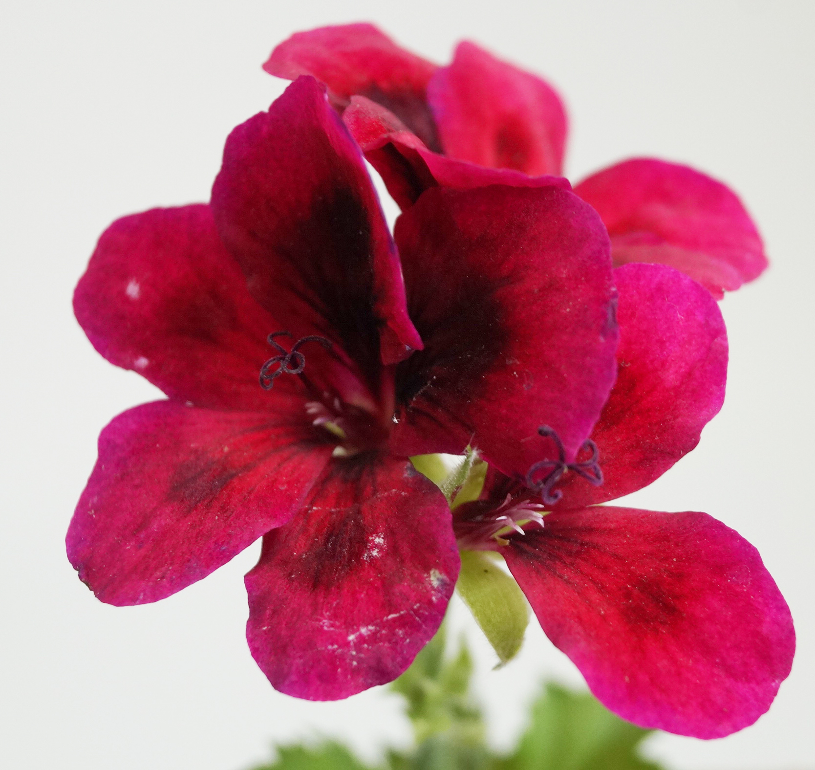 Английско мушкато, алба (Pelargonium grandiflorum)