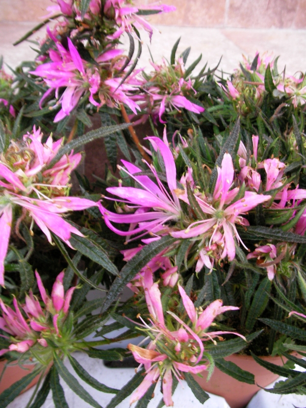 Азалия (Azalea) Азалия (Azalea)