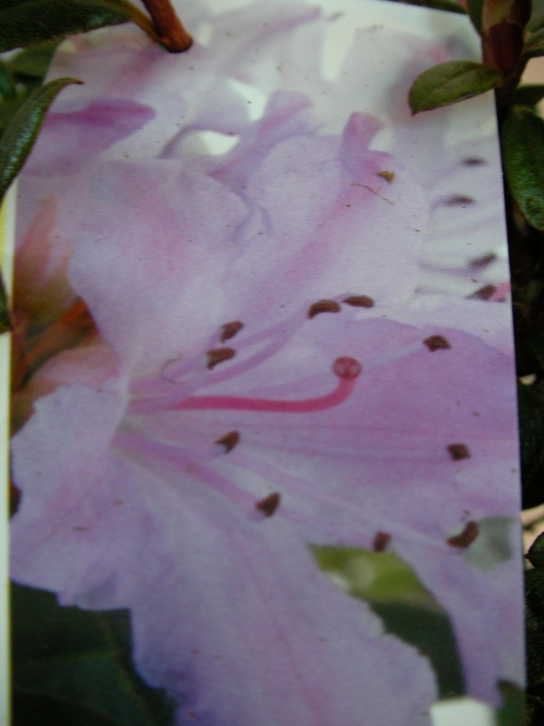 Азалия градинска бяла (Azalea japonica) Азалия градинска бяла (Azalea japonica)