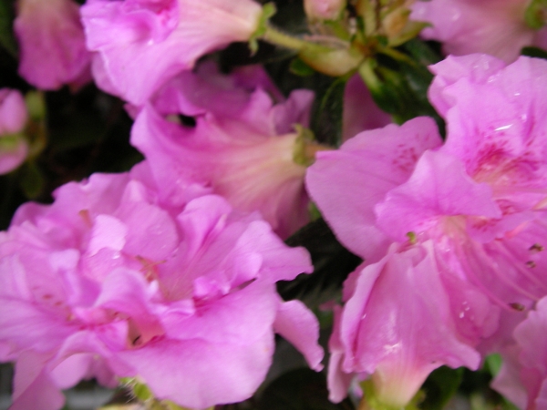 Азалия, градинска, Рододендрон, тъмнорозова (Azalea, Rhododendron) Азалия, градинска, Рододендрон, тъмнорозова (Azalea, Rhododendron)