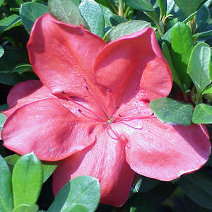 Азалия, розова, малка (Azalea) Азалия, розова, малка (Azalea)