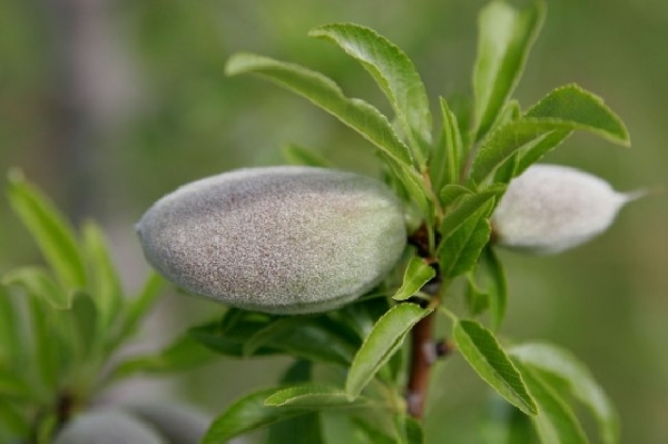 Бадем сорт Старт с мека черупка (Prunus dulcis almond, amygdalus Start) Бадем сорт Старт с мека черупка (Prunus dulcis almond, amygdalus Start)