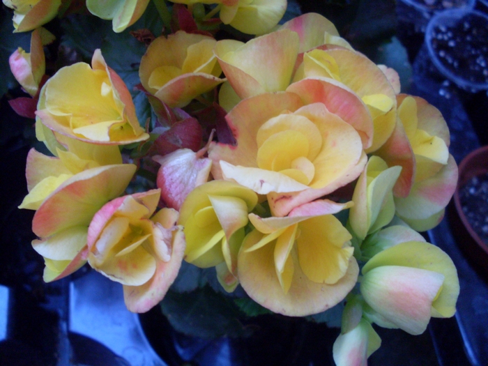 Бегония (Begonia)