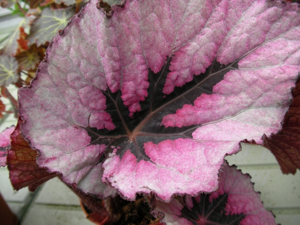 Бегония (Begonia)