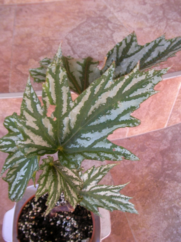 Бегония (Begonia)
