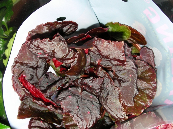 Бегония (Begonia)