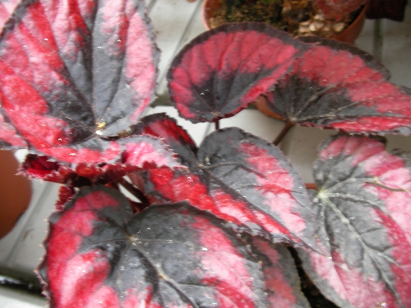 Бегония (Begonia)