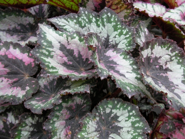 Бегония (Begonia)