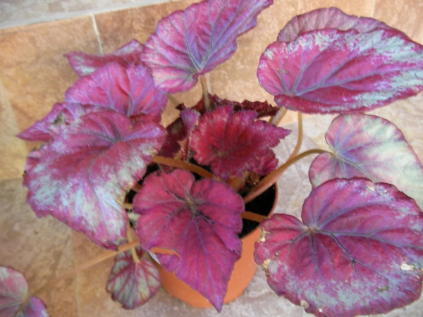 Бегония (Begonia)