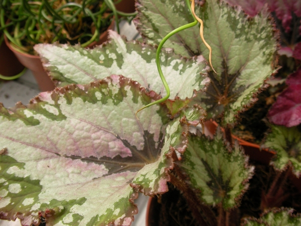 Бегония (Begonia)