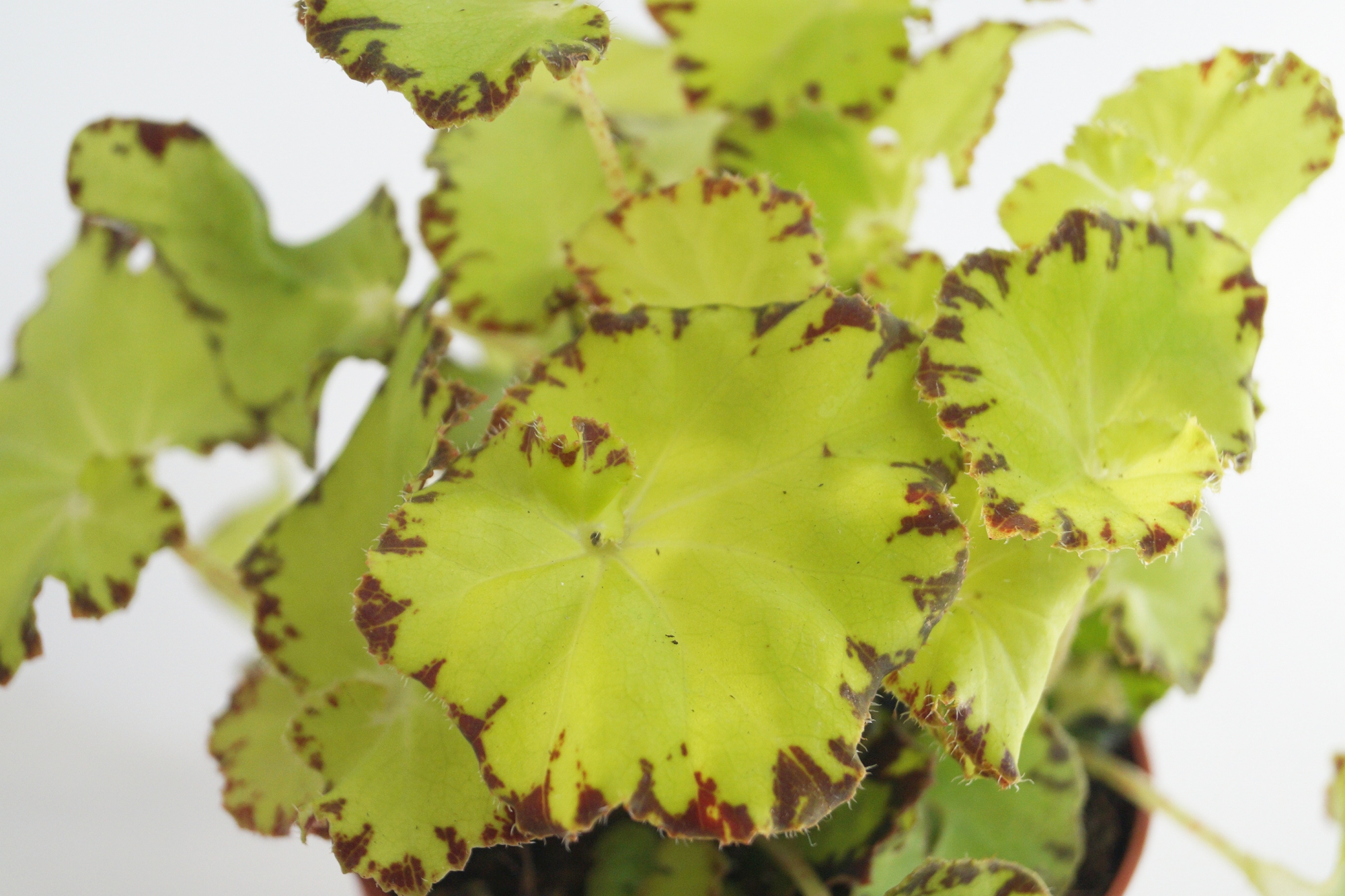 Бегония (Begonia)