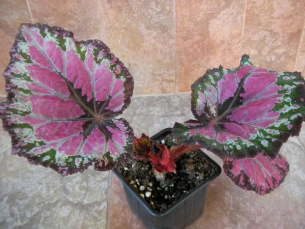 Бегония рекс (Begonia Rex)