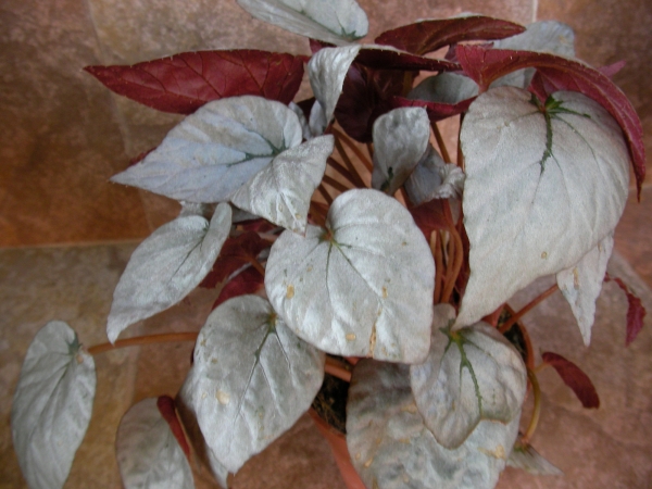Бегония рекс (Begonia Rex)