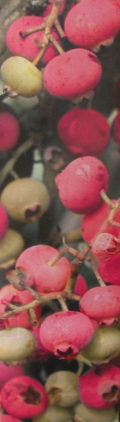 Боровинка розова (Vaccinium corymbosum Pink Lemonade)