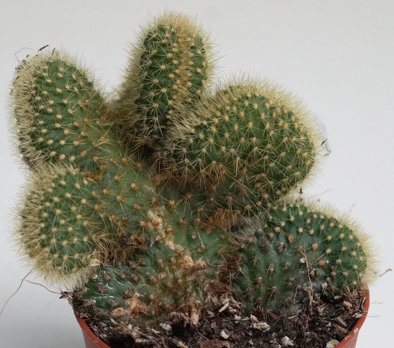 Борзикактус кристата (Borzicactus cristata)