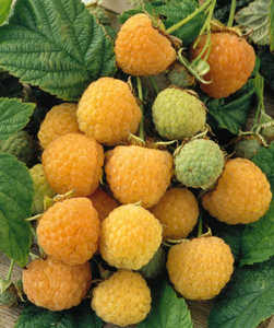 Жълта малина (Rubus idaeus)