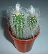Цефалоцереус (CEPHALOCEREUS)